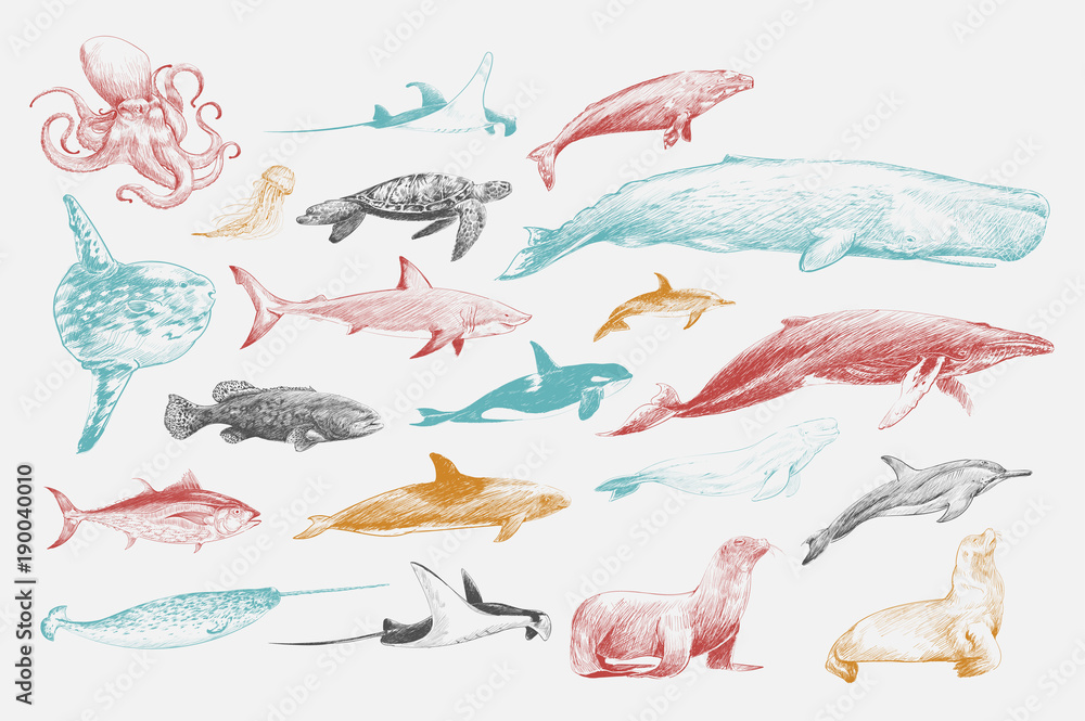 海洋生物收藏插图绘画风格