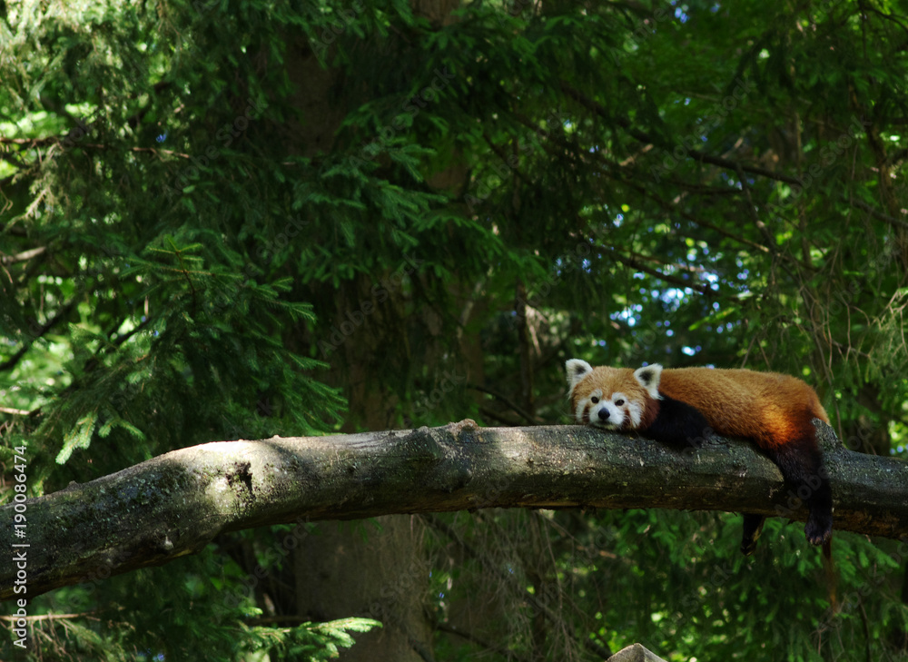 red panda in a tree