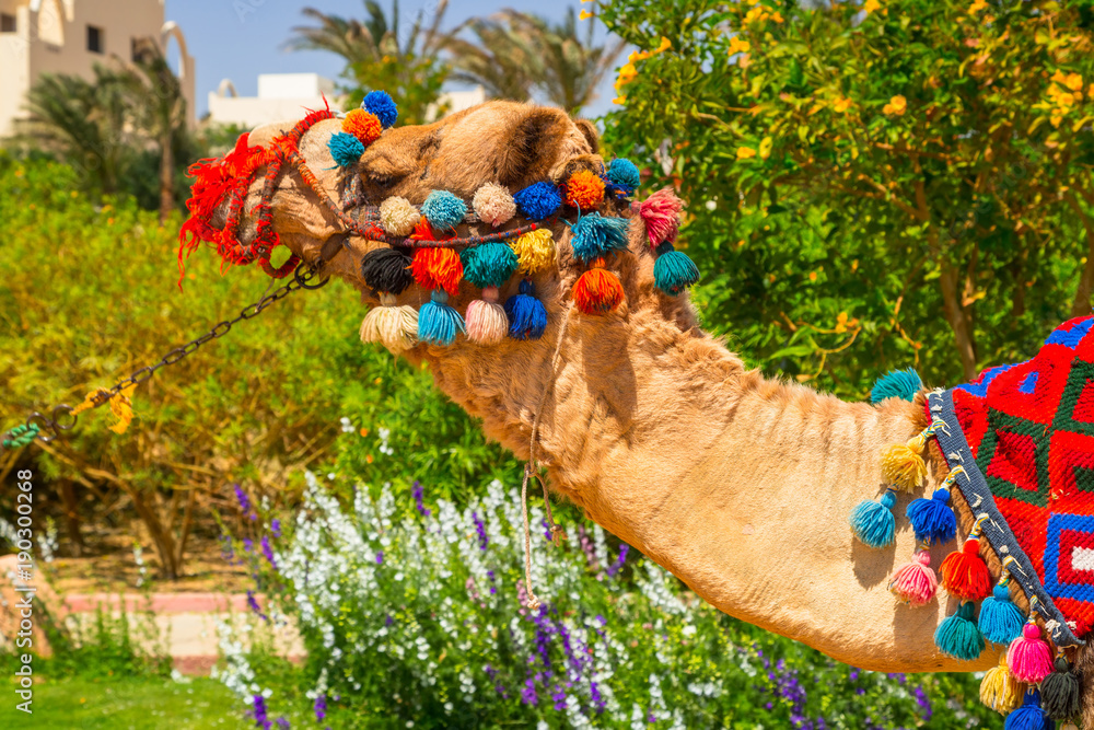 Camel on the beach of Hurghada, Egypt