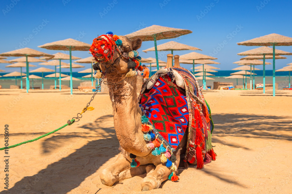 骆驼在埃及赫尔格达海滩的阴影中休息