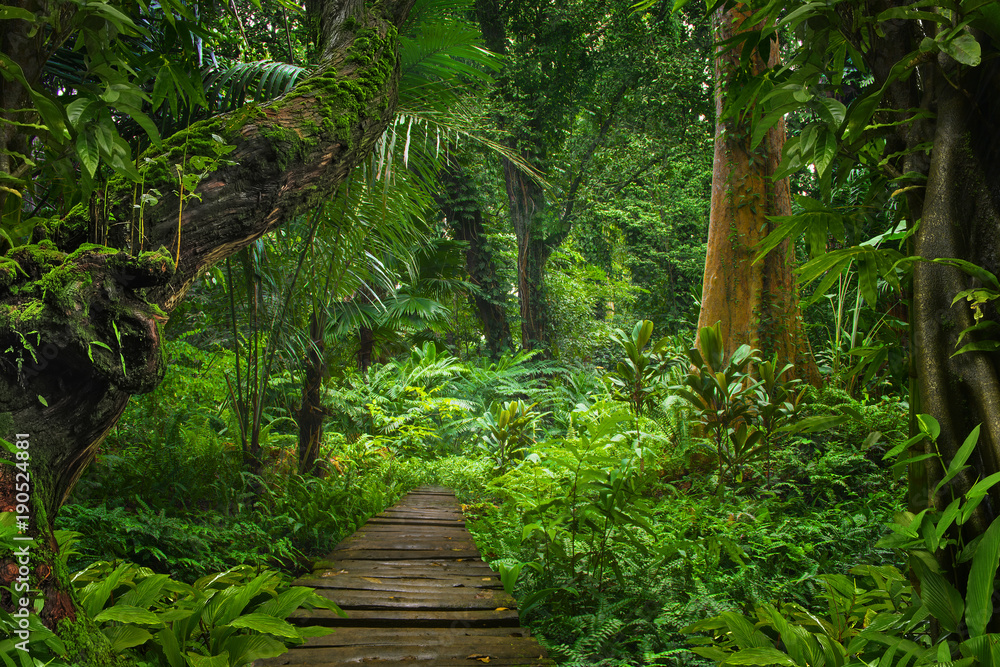 亚洲雨林丛林