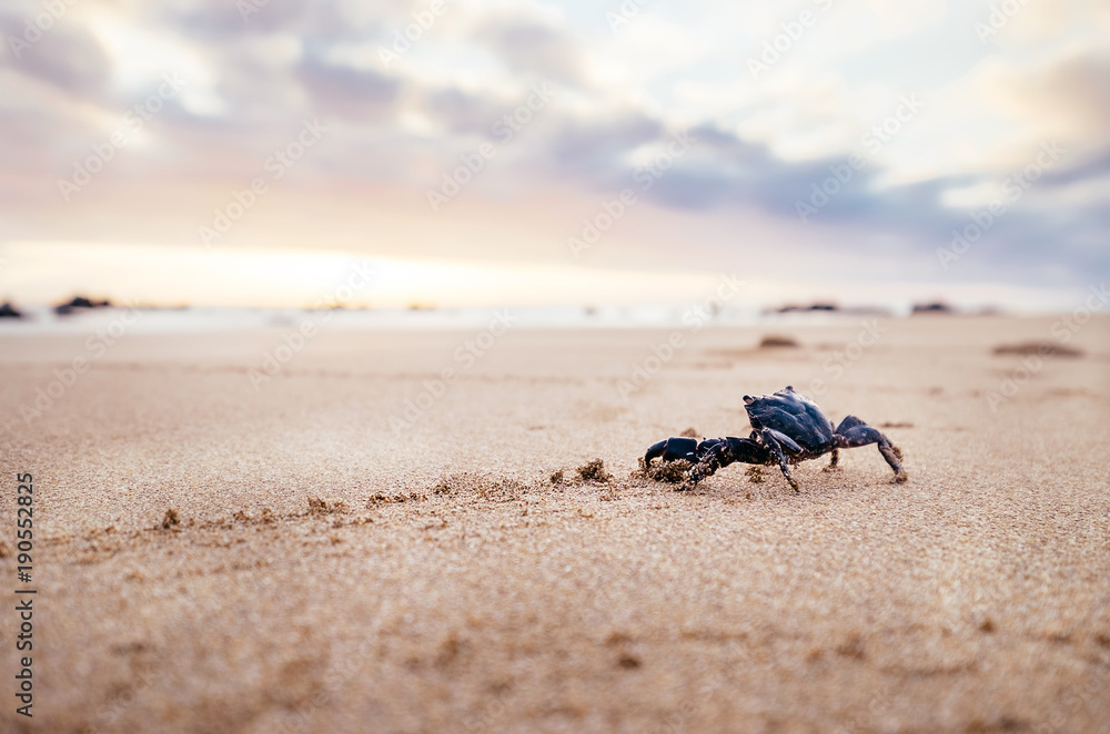 有趣的螃蟹节肢动物在清晨看着日出。