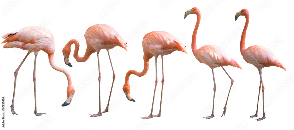 Beautiful flamingo bird isolated
