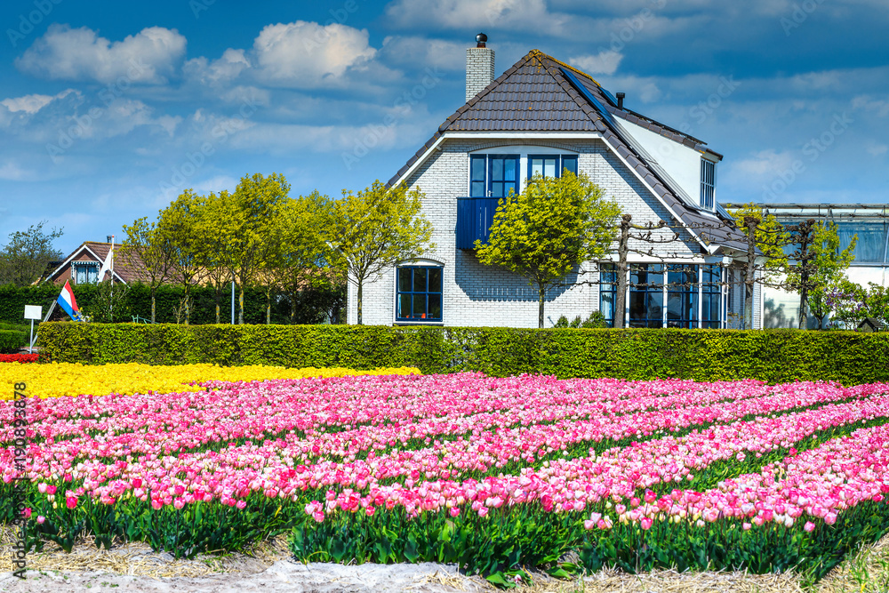 荷兰阿姆斯特丹附近有五颜六色郁金香田的观赏花园