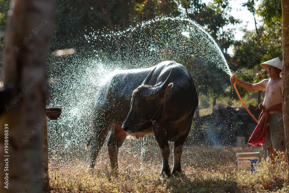 泰国农民在农村稻田里给水牛洗澡，是一个生活方式亚洲的农民。