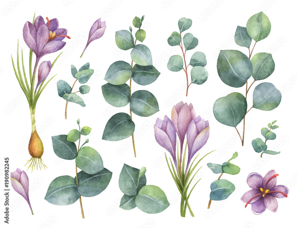 水彩矢量手绘套装，桉树叶子和藏红花紫色花朵。