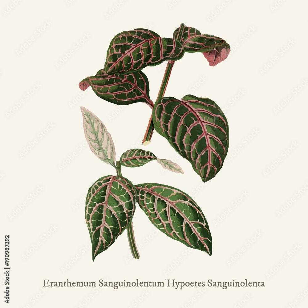 在（1825-1890）新的和罕见的美丽的叶子植物中发现的Eranthemum Sanguinolentum。