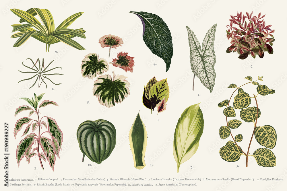 在（1825-1890）新的和罕见的美丽的有叶植物中发现的叶子集合。数字增强f