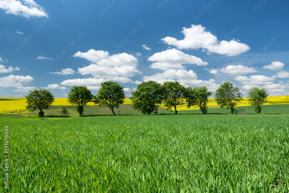 田野与天空。夏季的农业景观