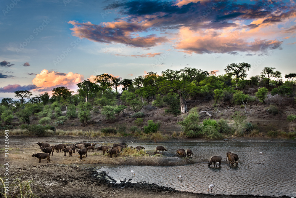 Herde afrikanische Büffel am Wasser im Sonnenuntergang