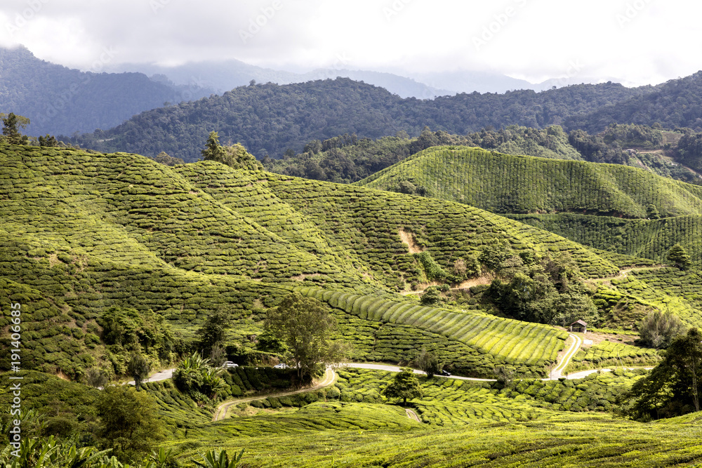 马来西亚喀麦隆高地的绿茶种植园