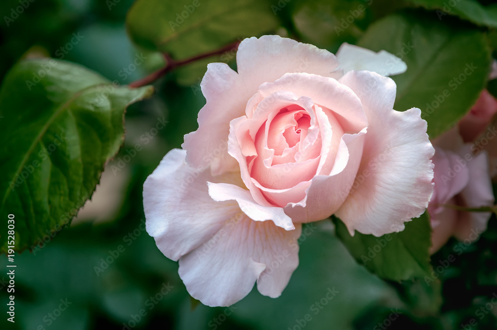 花园里盛开着淡粉色的玫瑰。
