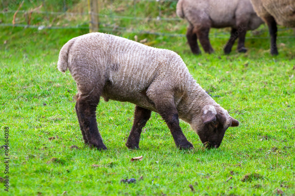 爱尔兰草地上的小羊羔