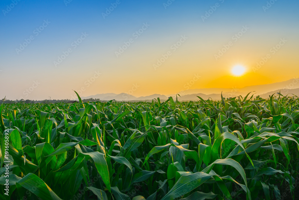 泰国农业花园年轻的绿色玉米地的景观，阳光照耀着e的日落