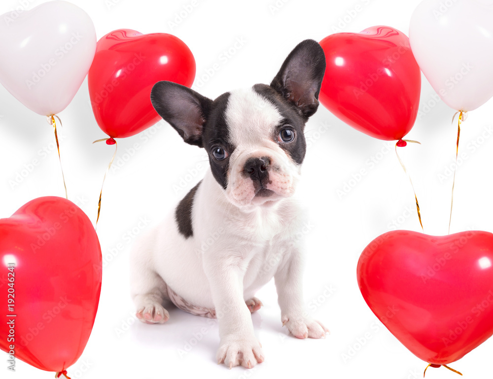 情人节带心形气球的可爱小狗