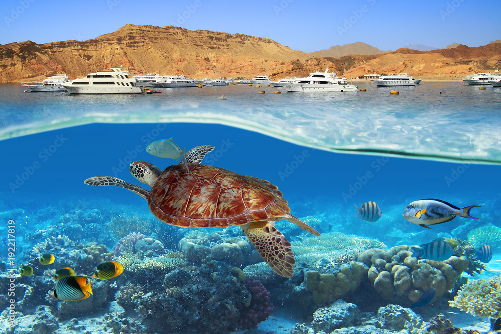 海龟在埃及红海水下游泳