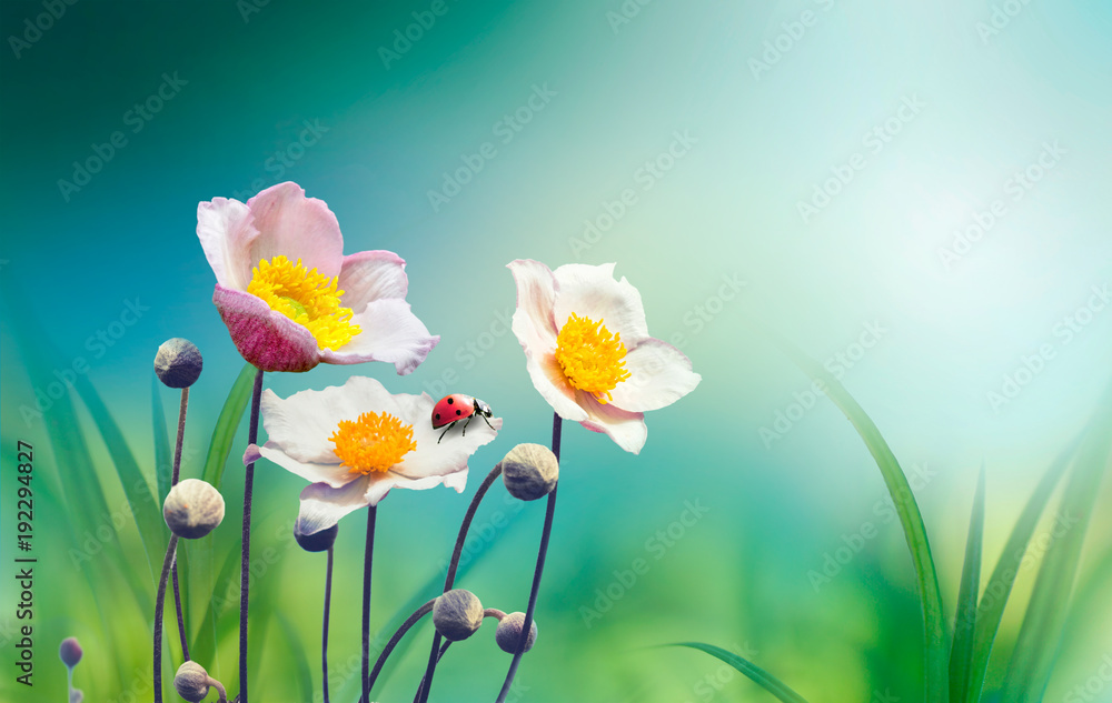 美丽的粉红色花朵海葵清新的春天早晨在大自然中，瓢虫在模糊柔软的蓝色gre上
