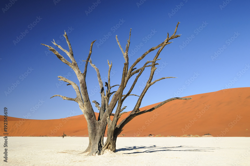 纳米布沙漠中枯死的阿拉伯胶树和沙丘/纳米布沙漠的沙丘和枯死的非洲胶树，D