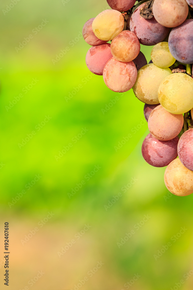 葡萄园里成熟的红葡萄