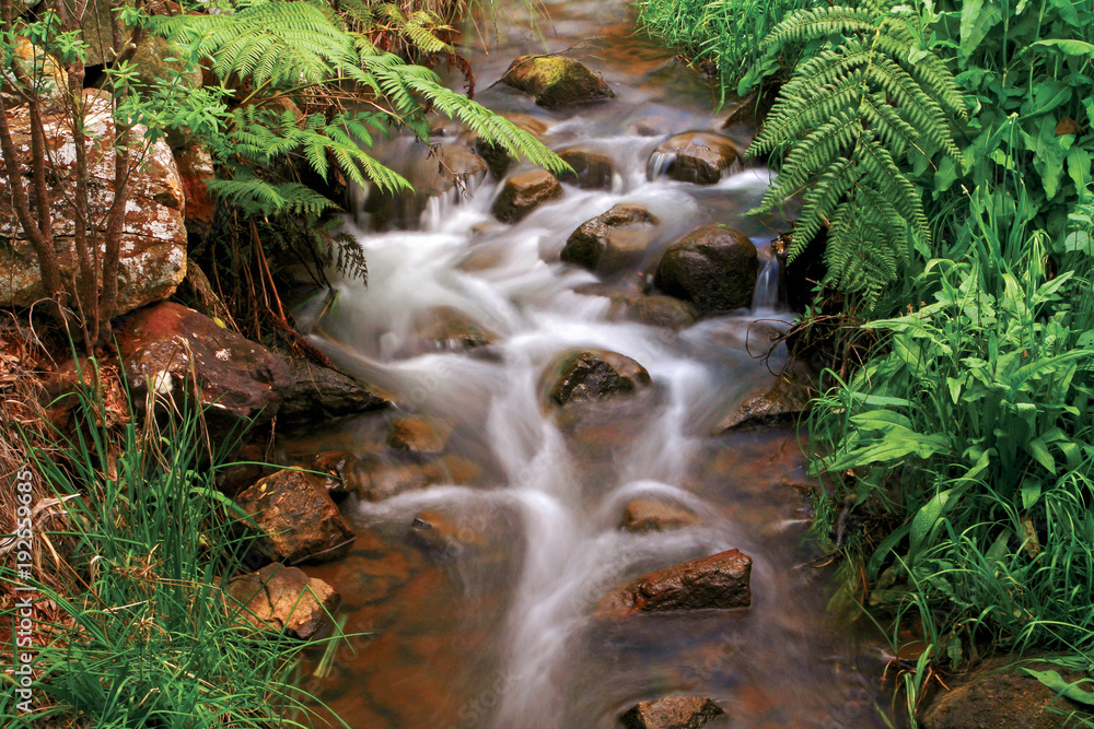 珀斯山Araluen植物园的一条溪流的慢快门照片。澳大利亚西部珀斯