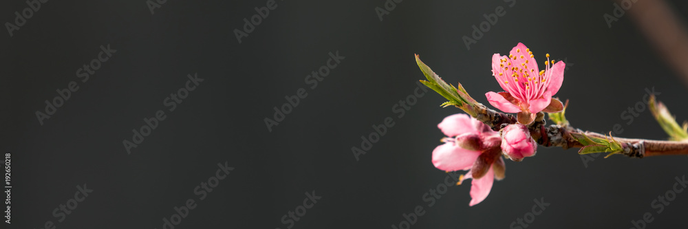 黑色背景下开着粉红色花朵的桃树枝