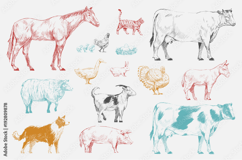 动物收藏的插图绘画风格