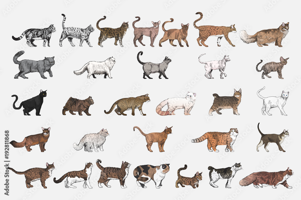 猫品种系列插图绘画风格