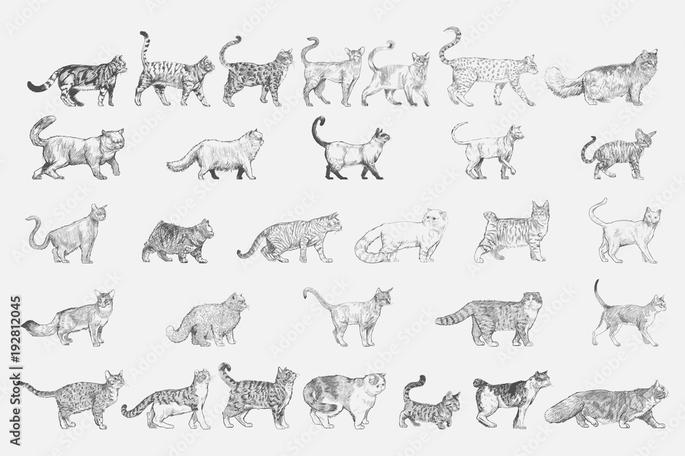 猫品种系列插图绘画风格