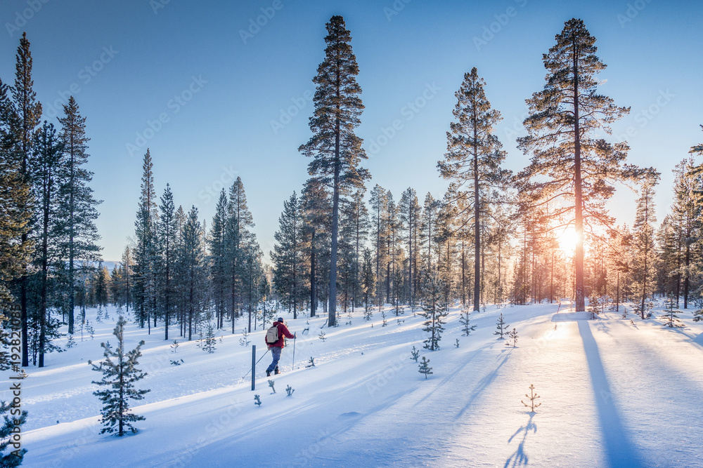 日落时在斯堪的纳维亚冬季仙境进行越野滑雪
