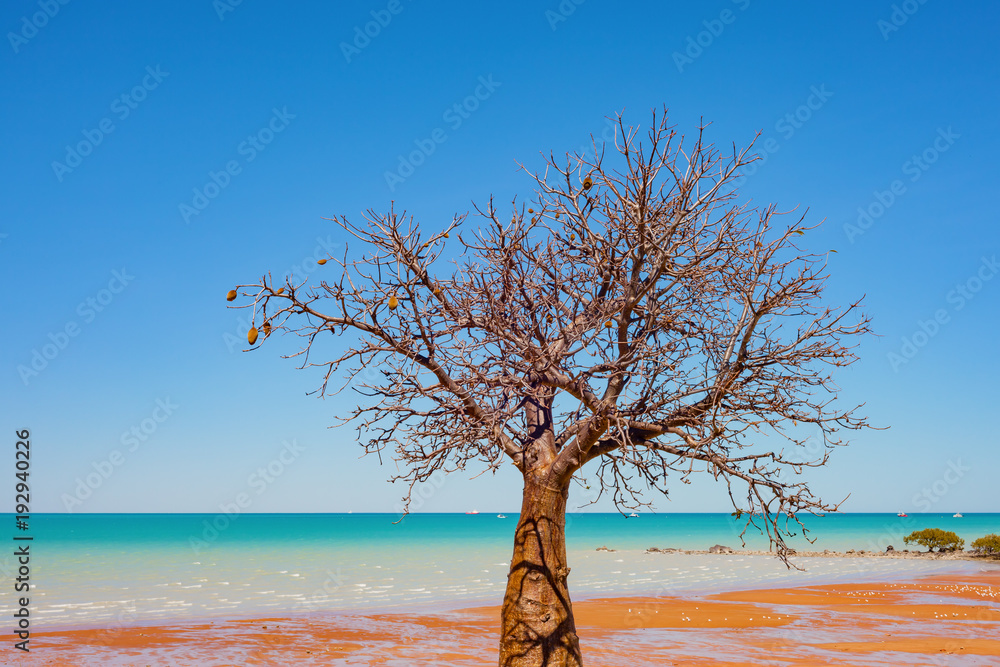 金伯利地区沿海城镇布鲁姆的海岸线上长着一棵猴面包树。
