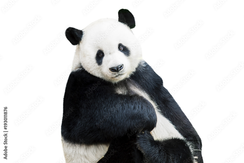 可爱的熊猫脸相机