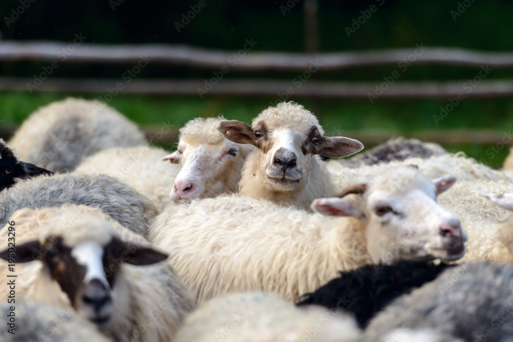 羊群在山上的农场特写。
