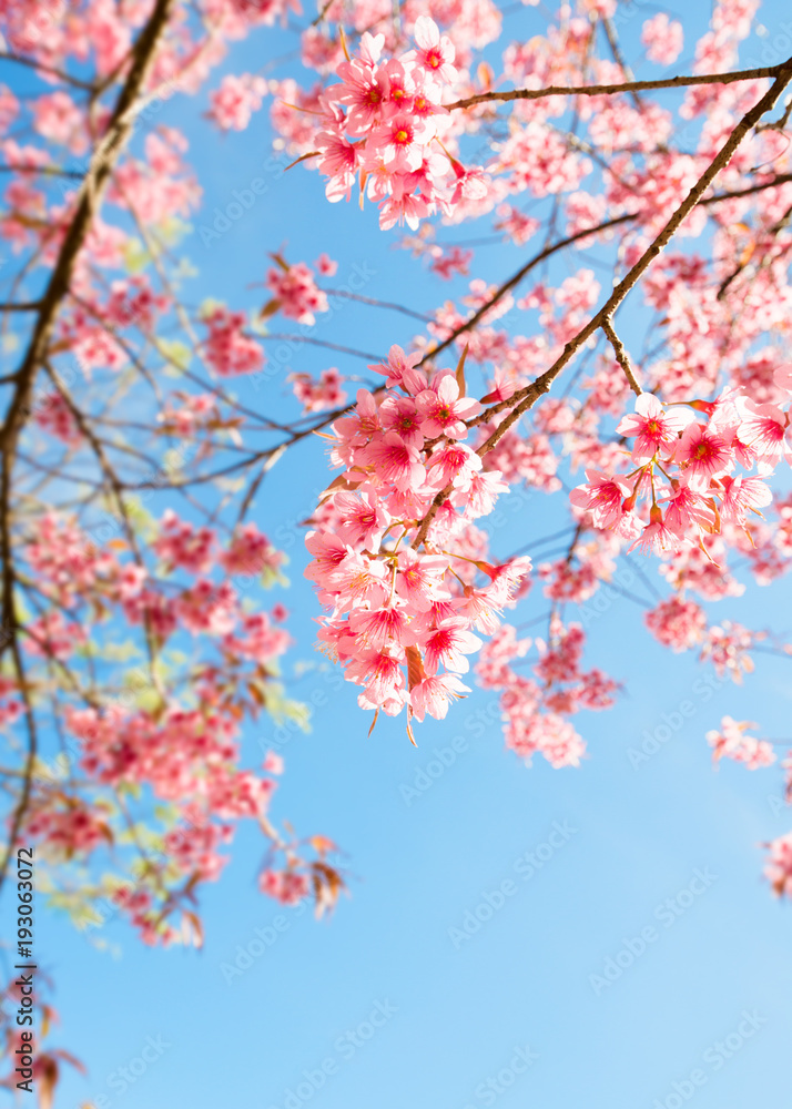 春天美丽的樱花。蓝天上的樱花。