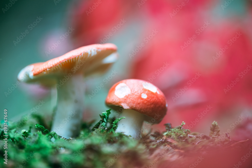 White mushrooms with red cap in green moss closeup