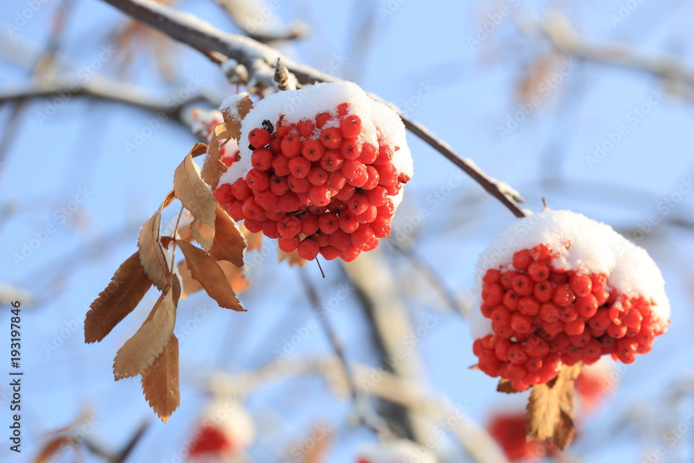 在霜冻的天空背景下，雪帽下的红色冬季罗望子