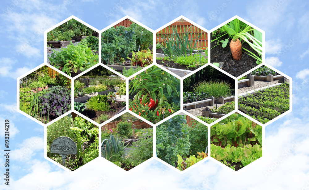 Collection of organic vegetable gardens in the summer. 