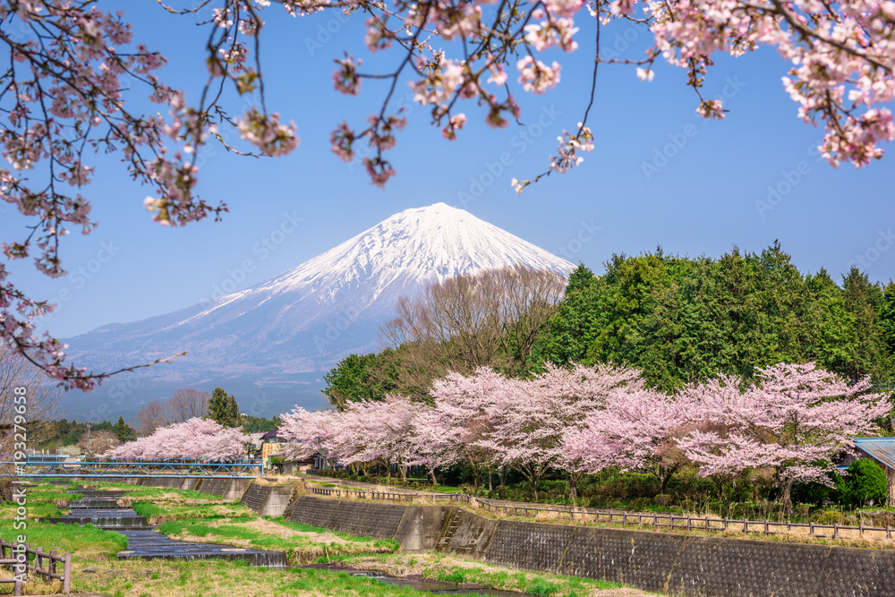春天的富士山