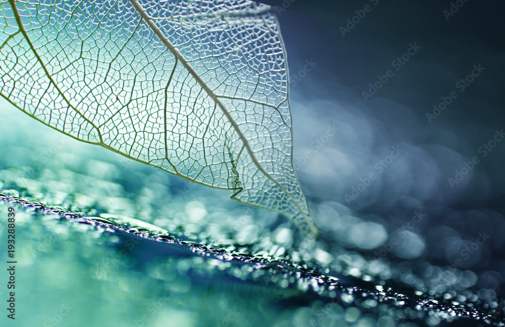 白色透明骨架叶子，在玻璃w上的绿松石抽象背景上有美丽的纹理