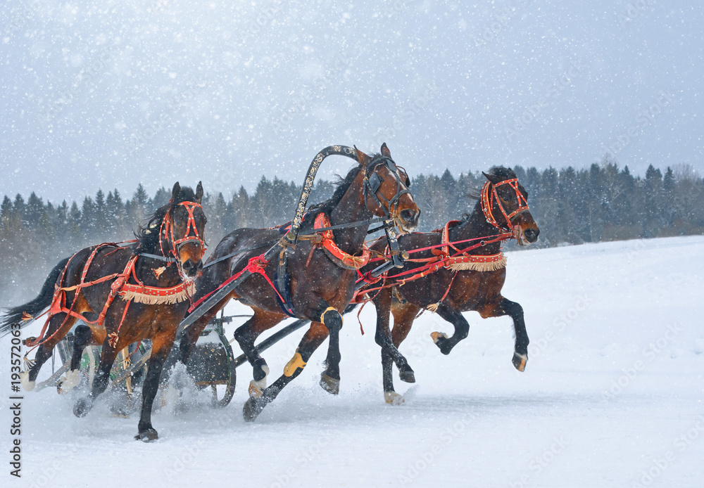 Three bay trotters on the run on a snowy racetrack.