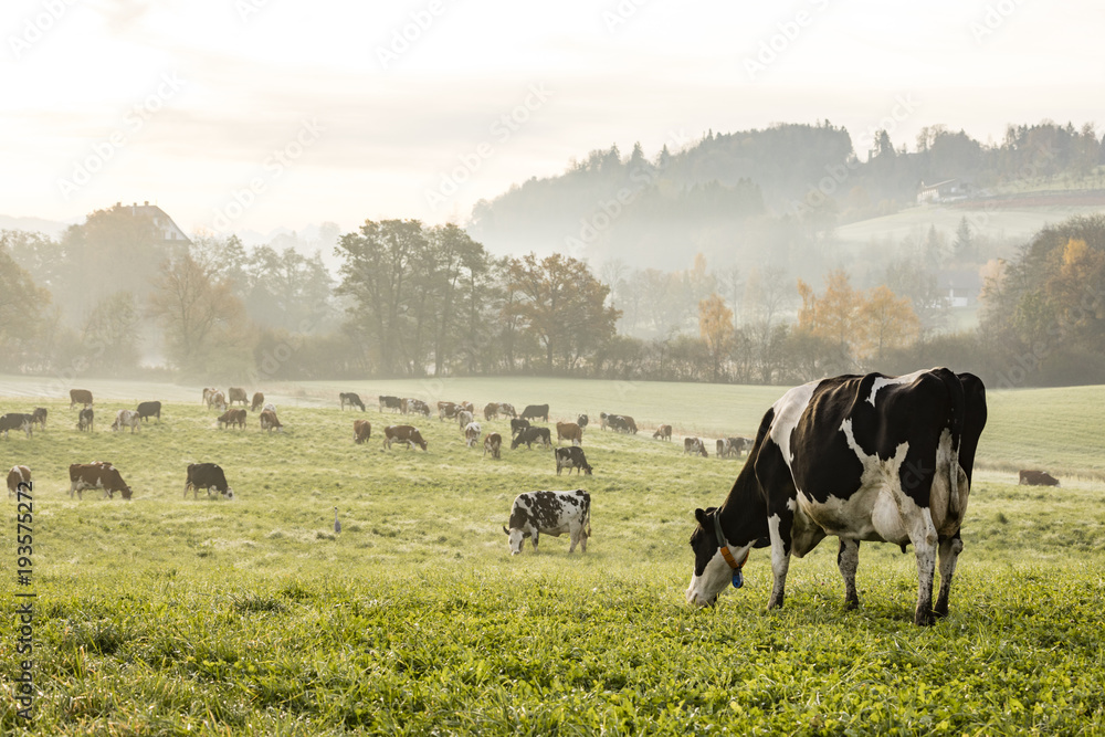 一个寒冷的秋天早晨，红色和黑色的荷斯坦奶牛在瑞士的草地上吃草