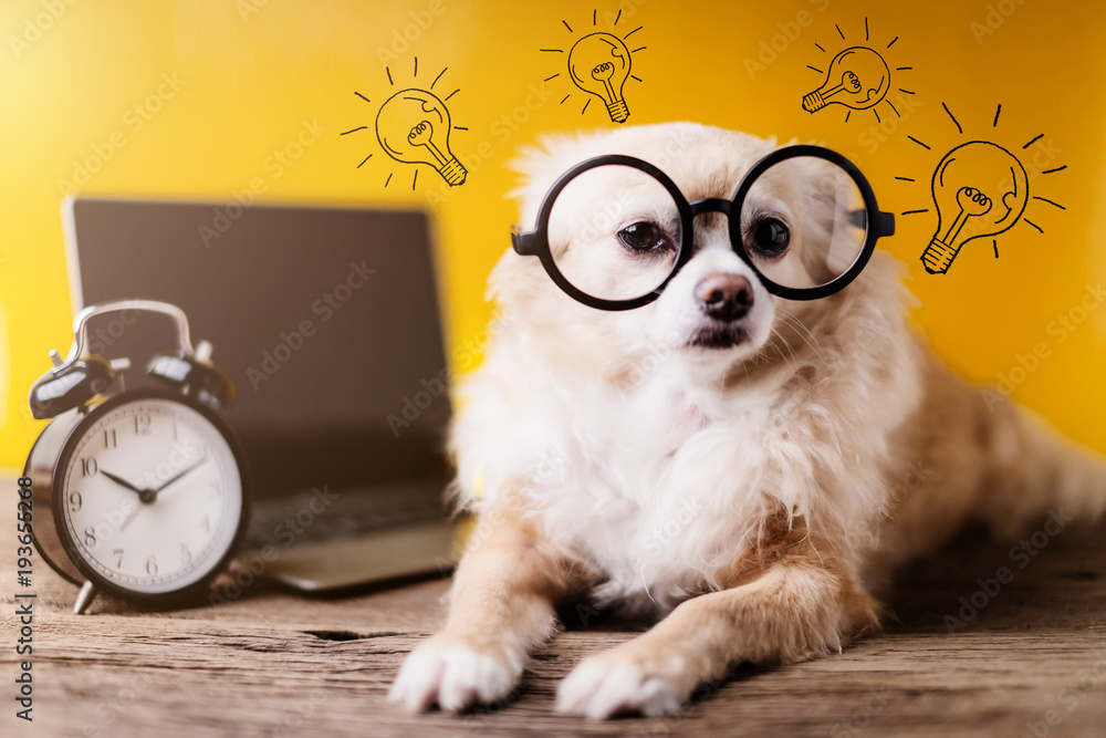 可爱的吉娃娃棕色狗戴着黑色圆形眼镜，带笔记本电脑，黄色b上有黑色警报锁