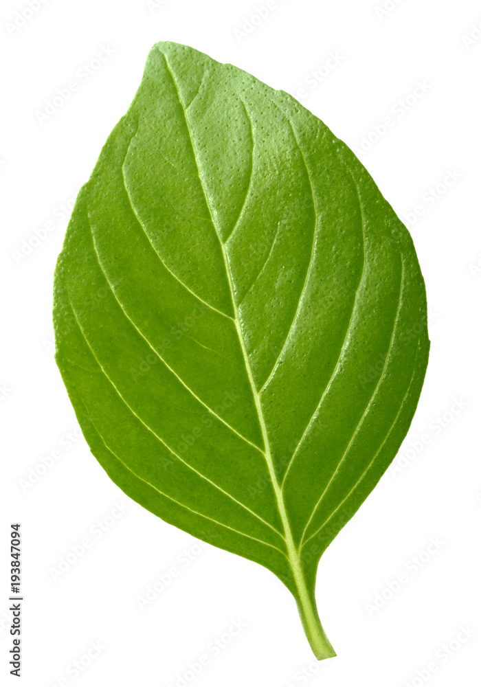 Basil leaf isolated without shadow