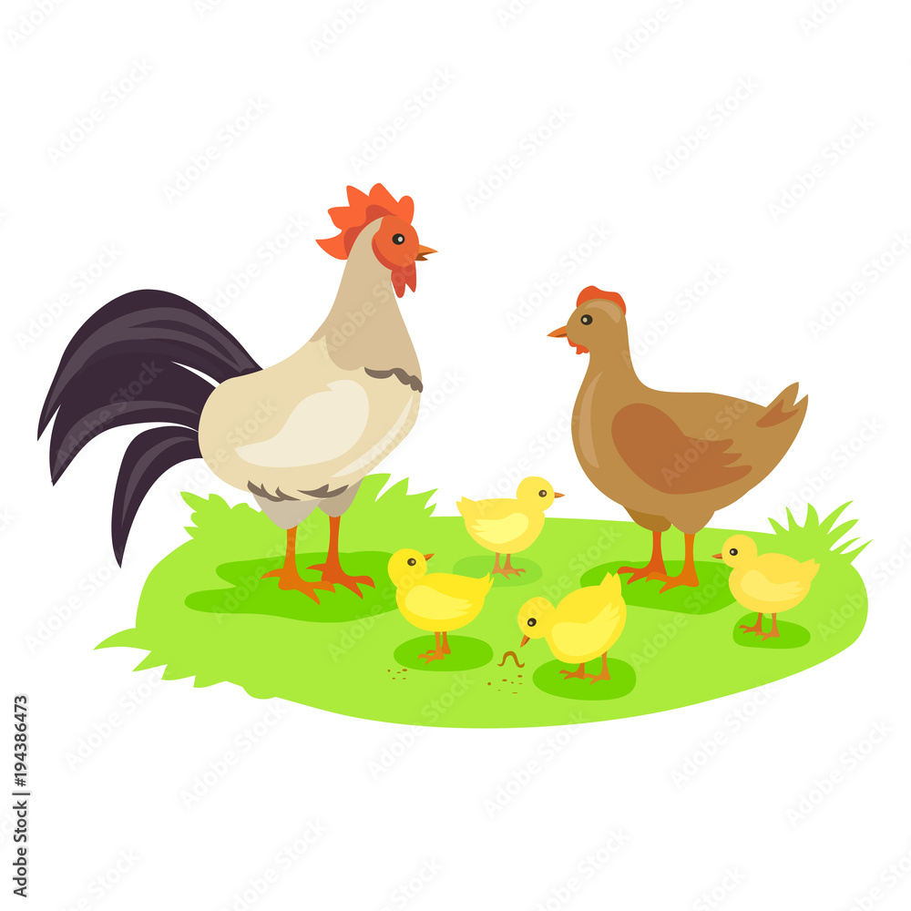 鸡家族。鸡、母鸡和鸡