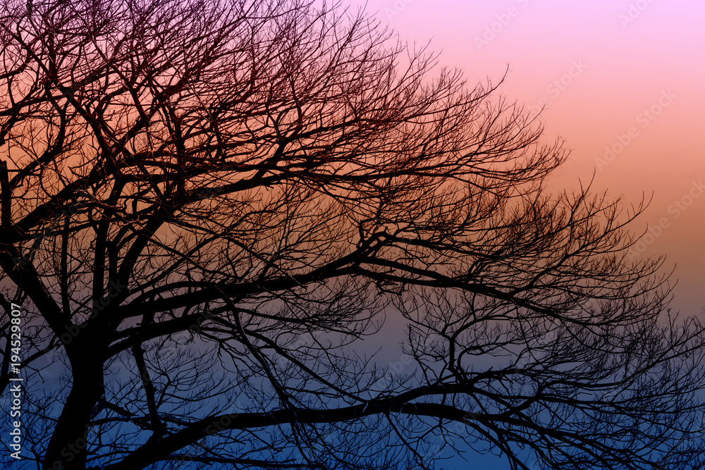 日落背景下的干树剪影