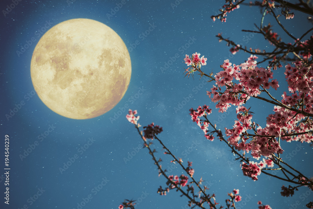 Romantic night scene - Beautiful cherry blossom (sakura flowers) in night skies with full moon.  - R