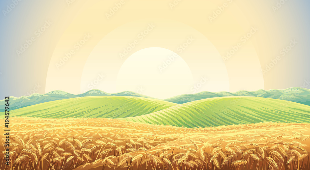 一片成熟的小麦地，背景是山丘和山谷的夏季景观