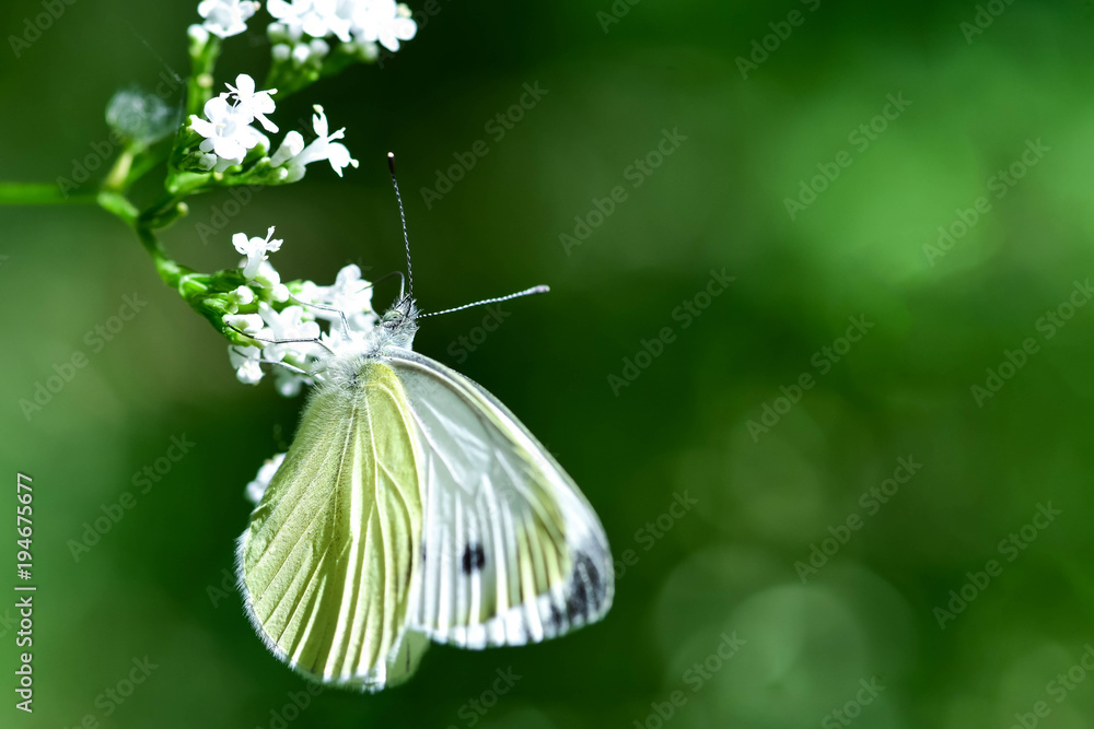 白色蝴蝶坐在白色花朵上，在春天的公园（森林）