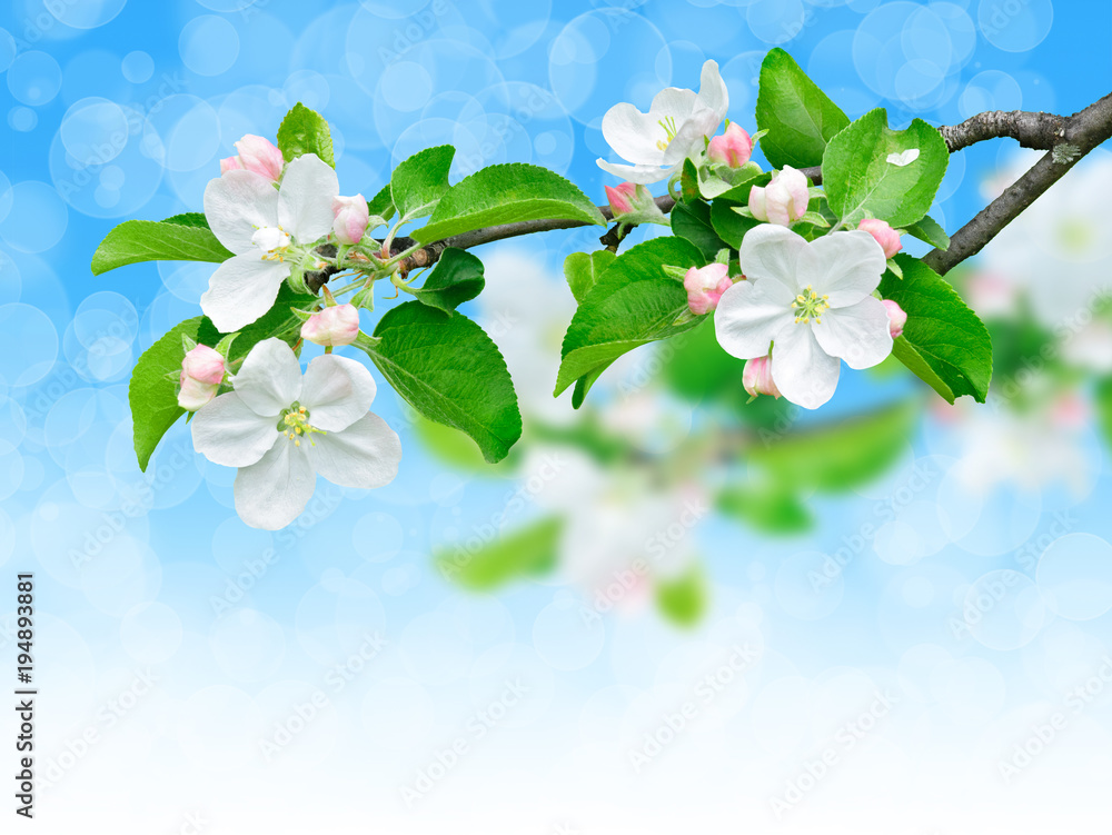 春天的苹果枝开满了花。明亮的蓝天背景下绽放的苹果树细节，带有cli