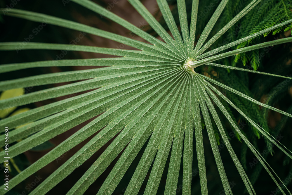 植物园中的Chamaerops Humilis绿叶