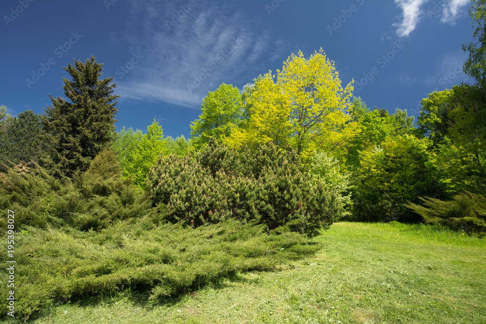 春天花园里的绿树和灌木。花园设计，景观美化